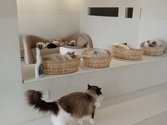-怪兽屋·羊驼·猫咖·狗咖(俊华广场店)