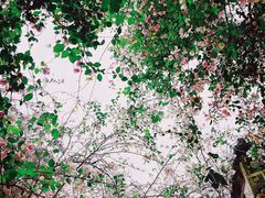 -深圳国际园林花卉博览园