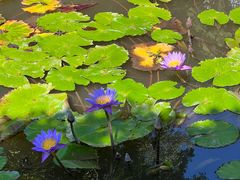 -中国科学院西双版纳热带植物园