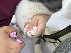 -美联众合动物医院·24h京西诊疗中心