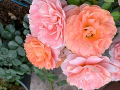 -文杏酒楼(一品天下店)