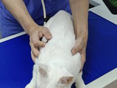 -博特宠物医院24h犬猫全科.骨科·异宠