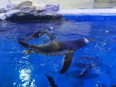 -华夏文旅海洋公园