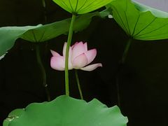 -荔湾湖公园