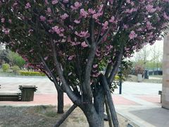 桃花-沈阳南湖公园