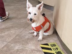 -美联众合动物医院·24h转诊中心