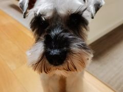 -PETKIT小佩宠物·低压洗护(国顺东路店)