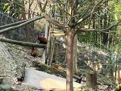 -都江堰中华大熊猫苑