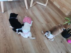 -柴犬小屋·柴餐厅·狗咖食堂(金鼎广场店)