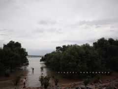 -宝安西湾红树林湿地公园