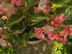-上海鲜花港