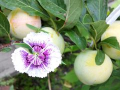 -金刚山烧烤(红旗大街店)