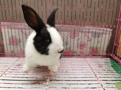 -青石桥花鸟鱼虫市场(叠翠城店)