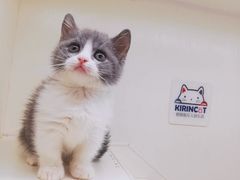 -十年猫舍·猫咪专门店(普陀店)