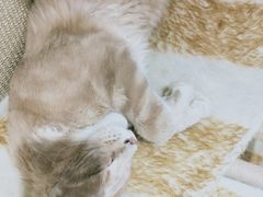 -藏猫猫咖啡主题馆(中央大道店)