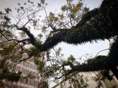 -香港大学
