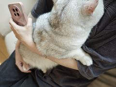 -瑞派申生动物医院·24H夜诊·国际动物医疗中心·骨外科(吴中路店)