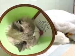 -乐派堂宠物医院·猫友好· 心脏科(东街店)