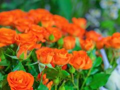 -循礼门鲜花花市(武汉循礼门店)