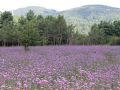 -名花谷生态庄园
