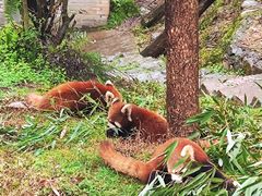 -都江堰中华大熊猫苑