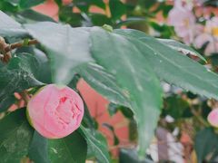 -广西壮族自治区药用植物园