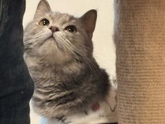 -楼上猫咖(罗湖店)