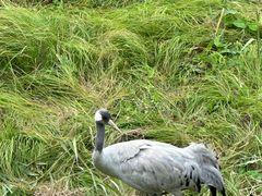 -北京麋鹿生态实验中心
