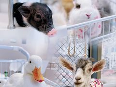 -怪兽屋·羊驼·猫咖·狗咖(俊华广场店)