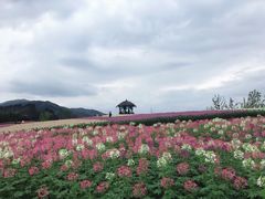 -径山花海