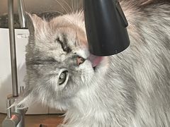 -平行世界·猫咖(首经贸店)