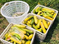 -前小桔亲子创意农场·草莓采摘·露营烧烤