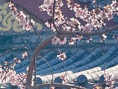 -桃花堤公园