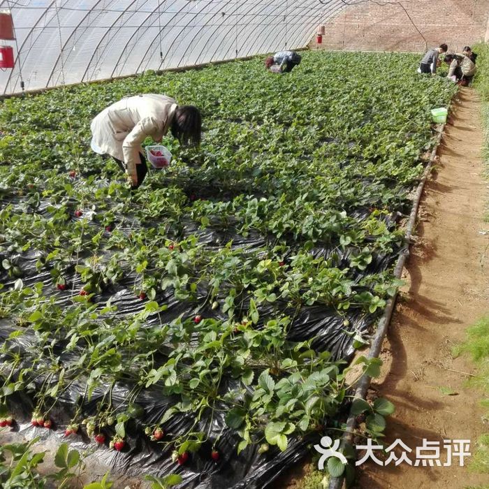 杏花草莓採摘園圖片-北京採摘/農家樂-大眾點評網