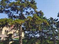 -青岛德国总督楼旧址博物馆