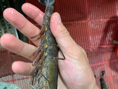 -鸿港海鲜批发市场