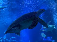 -太平洋海底世界