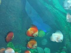 -石家庄海洋公园