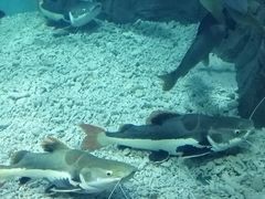 -上海长江河口科技馆