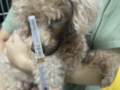 -严国平动物医院(德政总院)