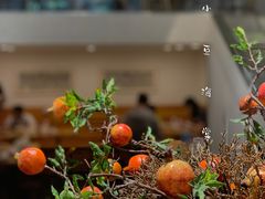 -小豆海棠(嘉兴路店)