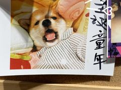 -逗柴咖啡屋·狗咖猫咖宠物桌游