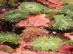 -西雅图水族馆