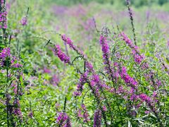 -永定河休闲森林公园