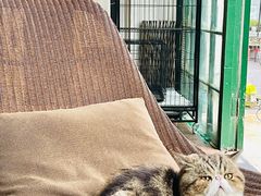 -参差咖啡(水果湖公园店)