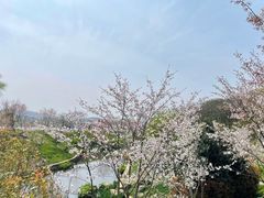 -羊山湖公园