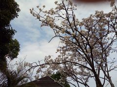 -天适樱花悠乐园