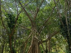 -中国科学院西双版纳热带植物园
