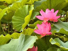 -莲花池公园