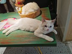 -喵喵咪呀布偶猫咖(春熙路店)